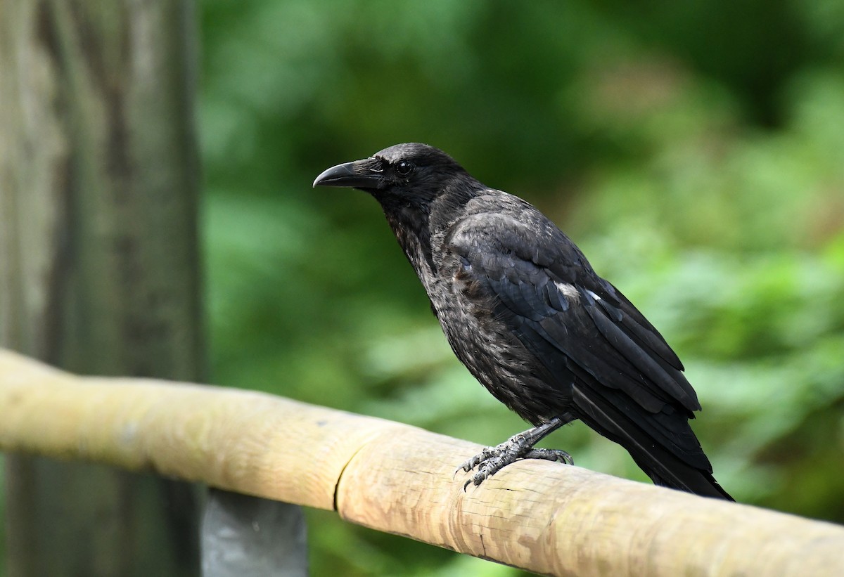 Carrion Crow - ML606026371