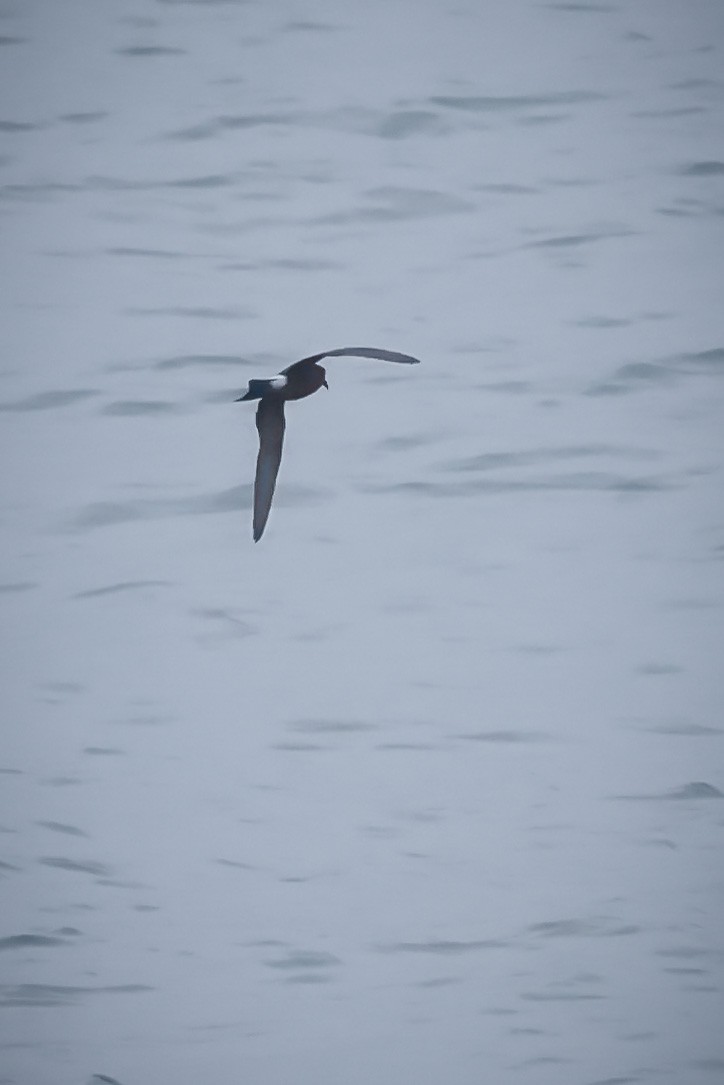 storm-petrel sp. - Jill Dale