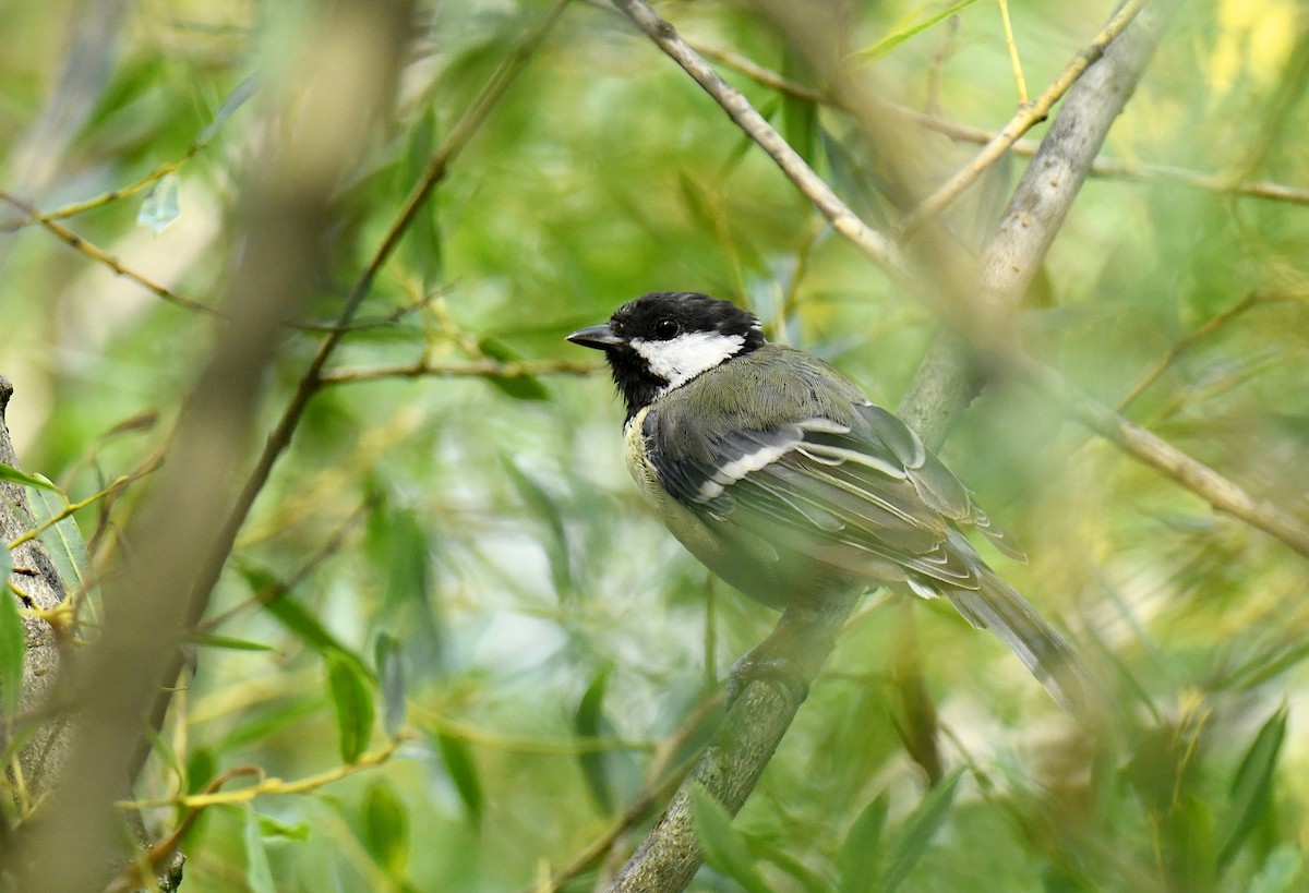 Great Tit - ML606026531