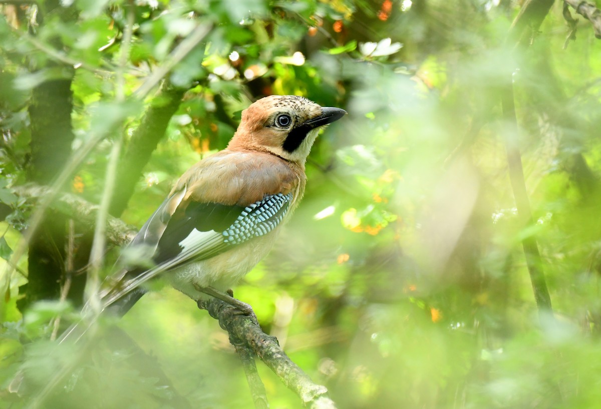 Eurasian Jay - ML606026631