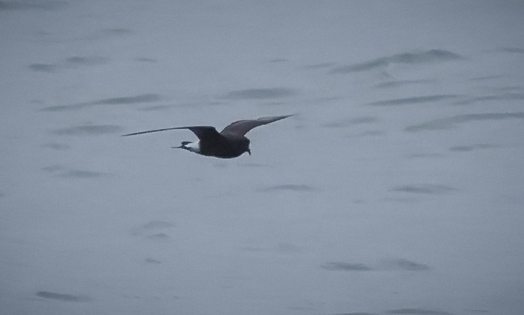 storm-petrel sp. - Jill Dale