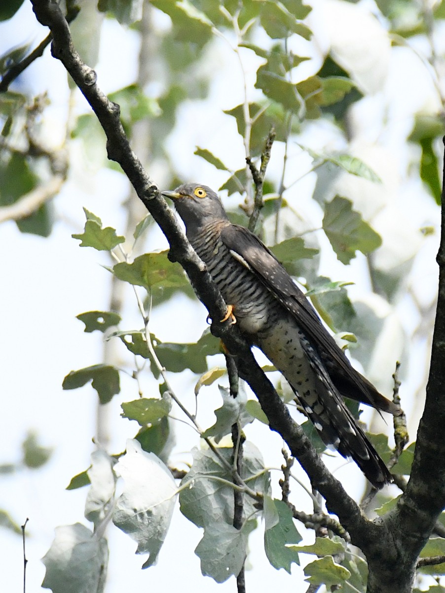 Common Cuckoo - ML606026691