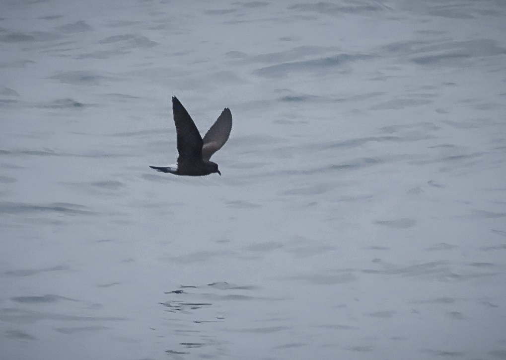 storm-petrel sp. - Jill Dale