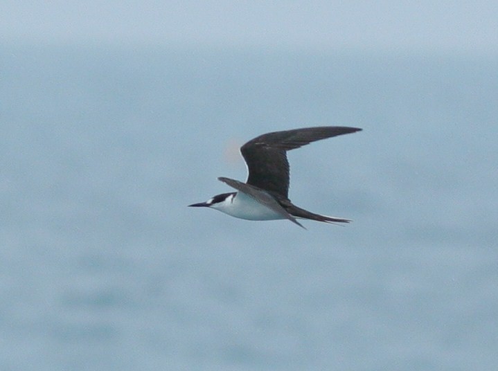 Sooty Tern - ML60602691