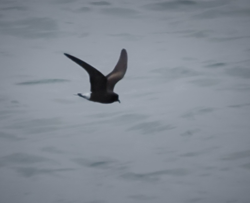 storm-petrel sp. - Jill Dale