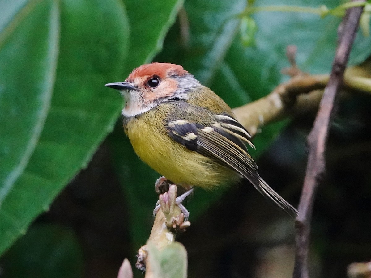 Rufous-crowned Tody-Flycatcher - ML606026971