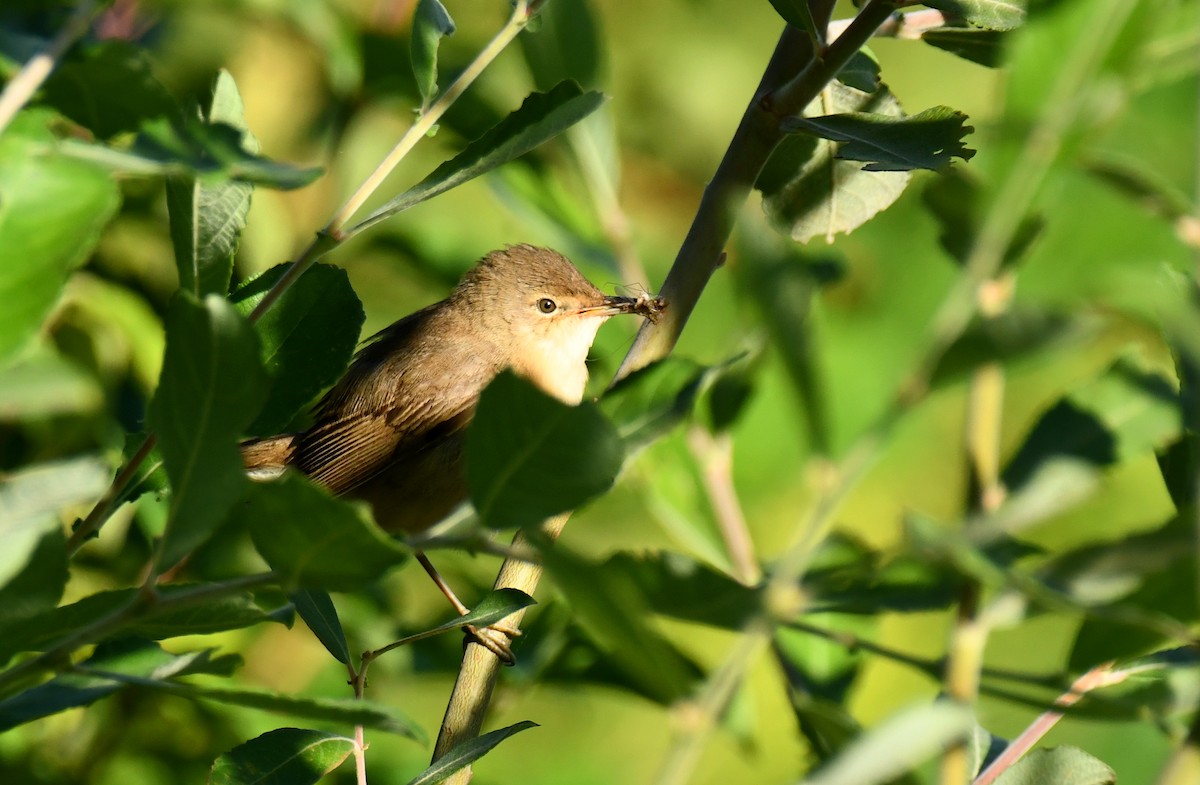 Common Reed Warbler - ML606027051