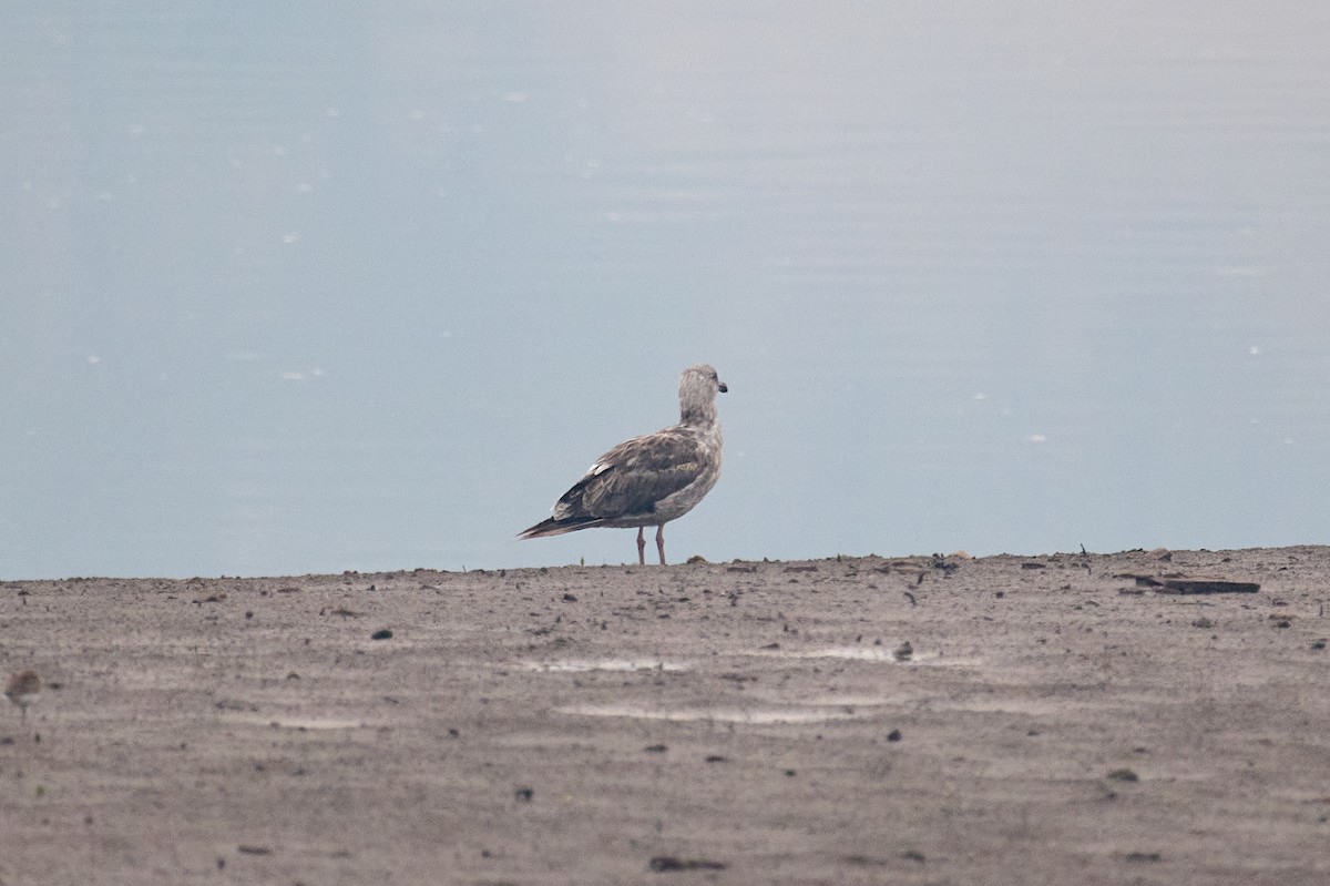 Gaviota Occidental - ML606027231