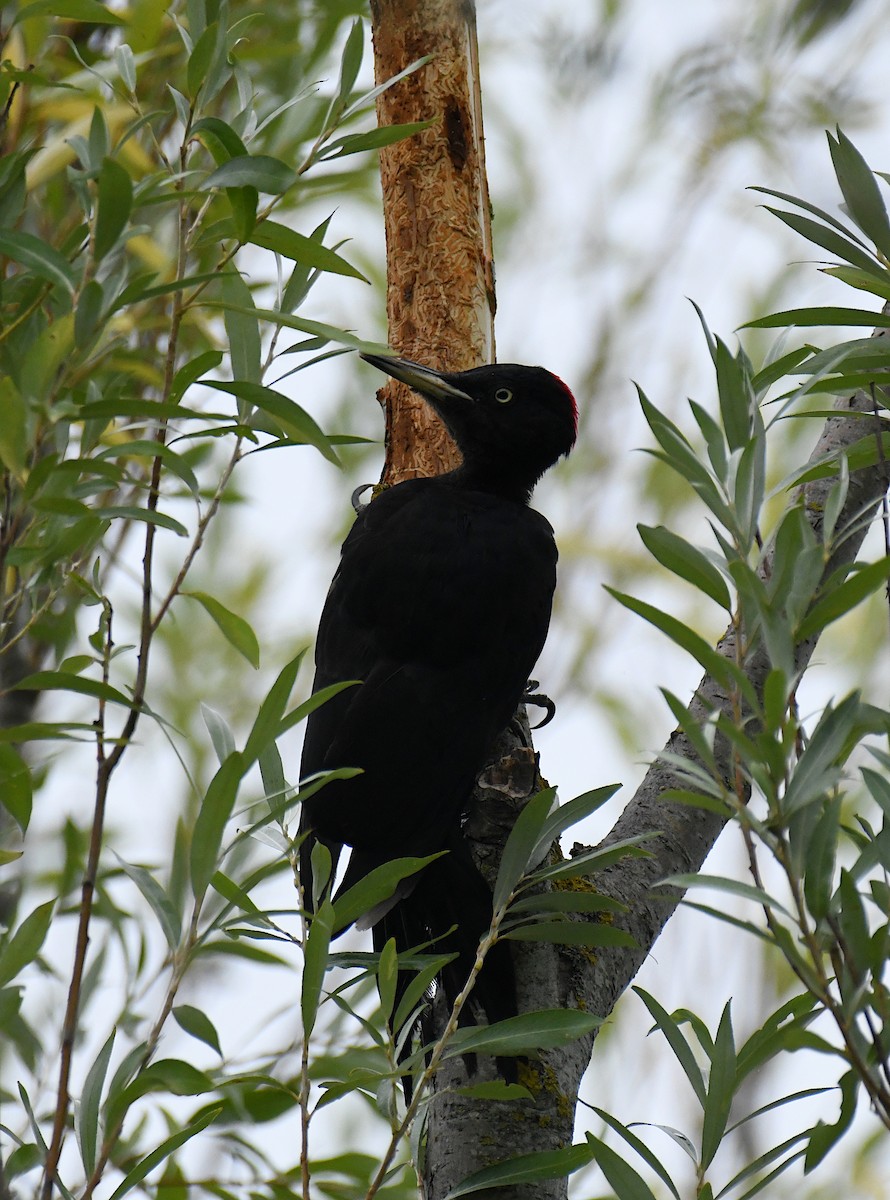 Black Woodpecker - ML606027391