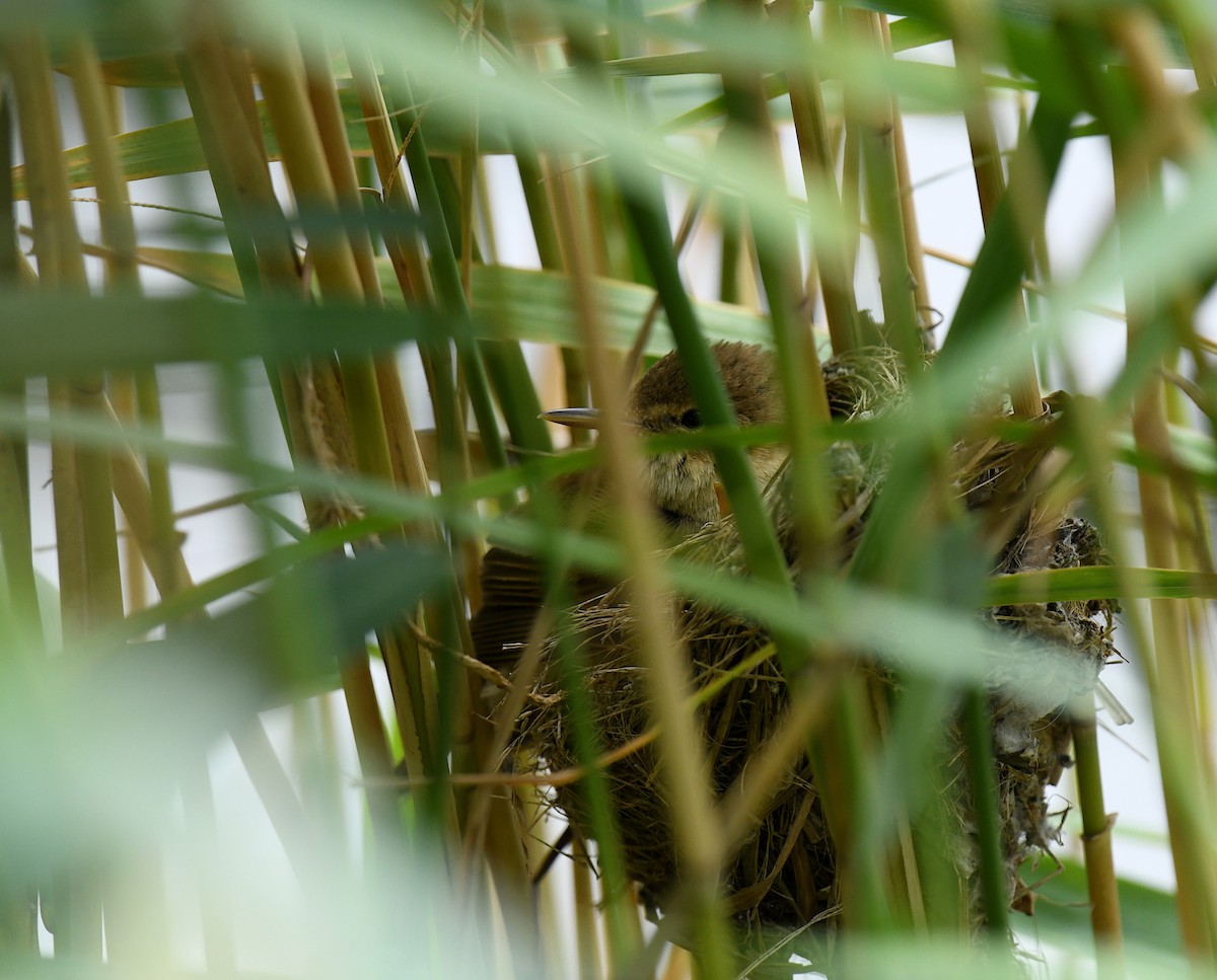 Common Reed Warbler - ML606027471
