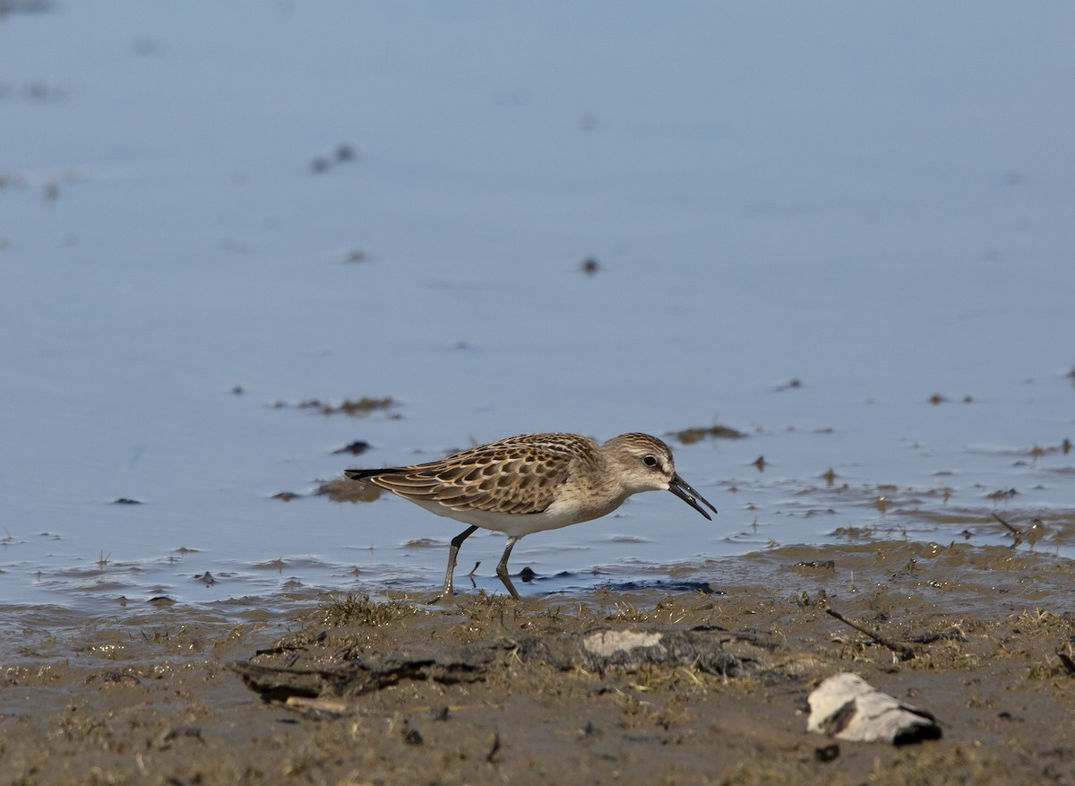 Semipalmated Sandpiper - ML606028181