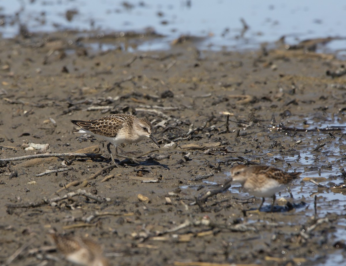 Semipalmated Sandpiper - ML606028201