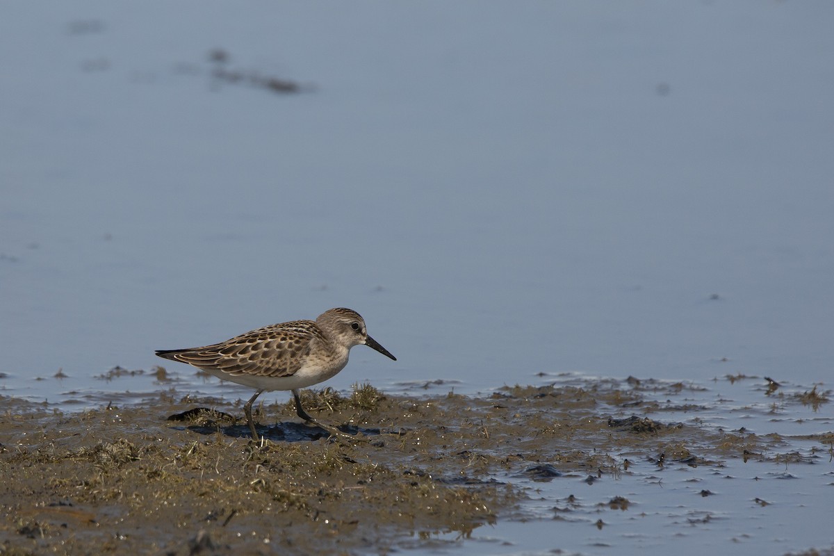 Semipalmated Sandpiper - ML606028211