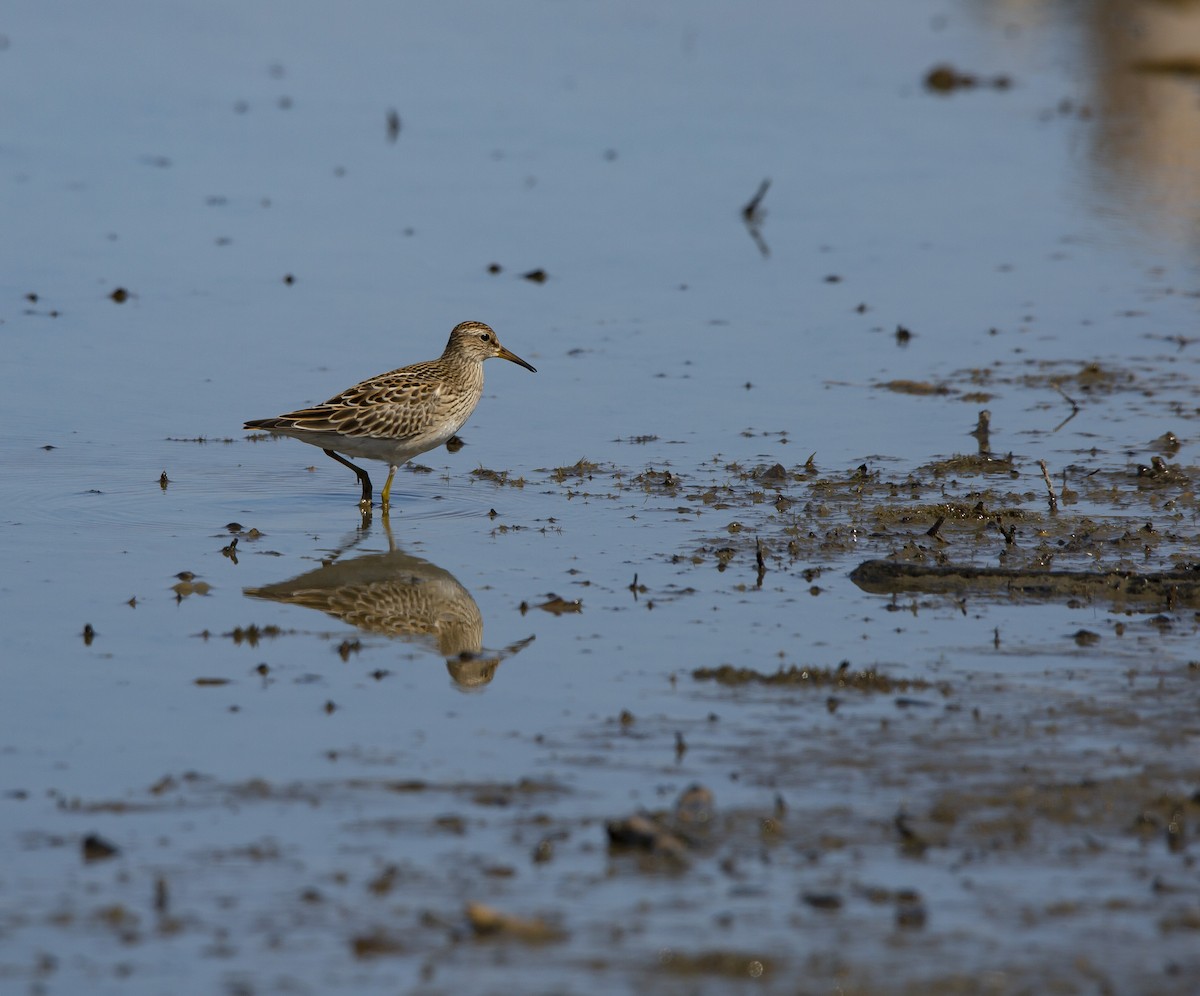 Орог элсэг - ML606028331