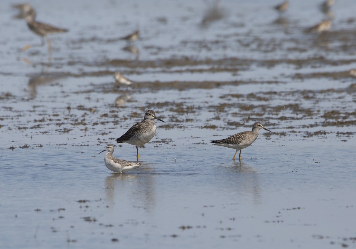 Wilson's Phalarope - ML606028451