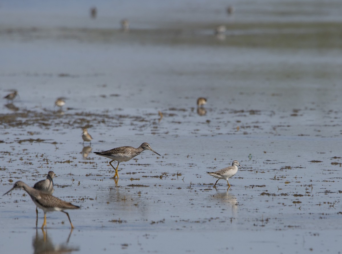 Wilson's Phalarope - ML606028461