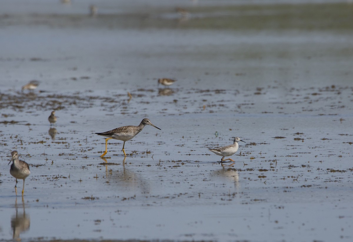 Wilson's Phalarope - ML606028471