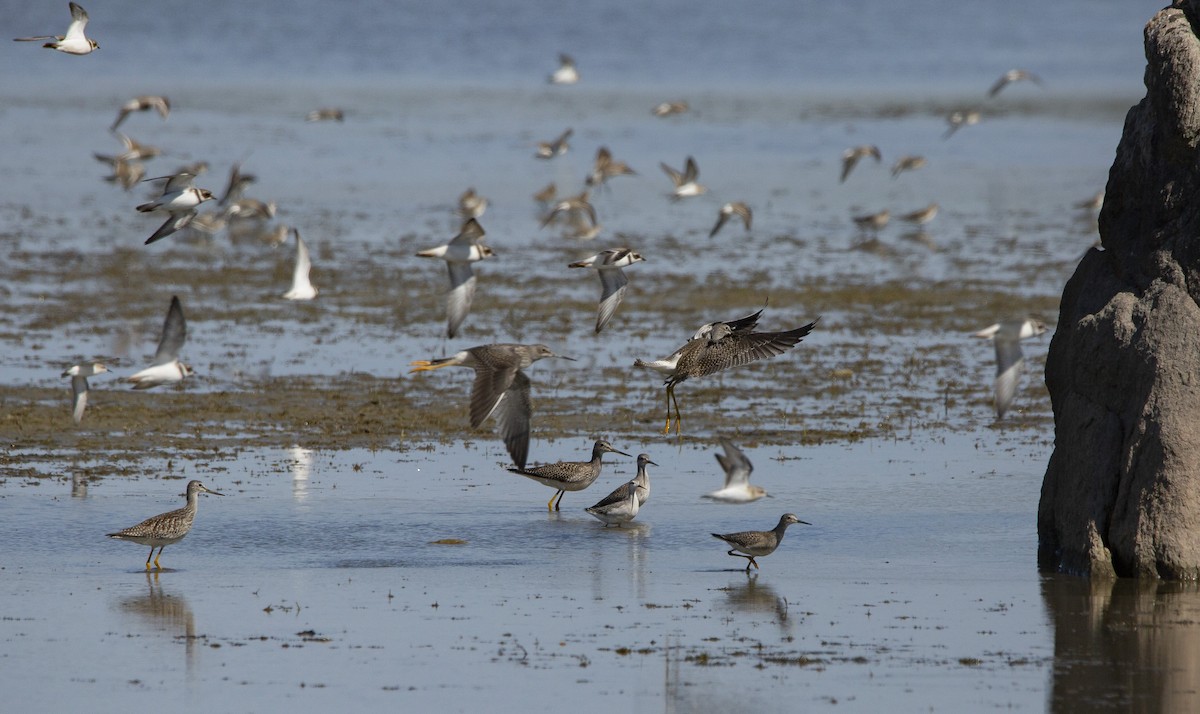 Wilson's Phalarope - ML606028481