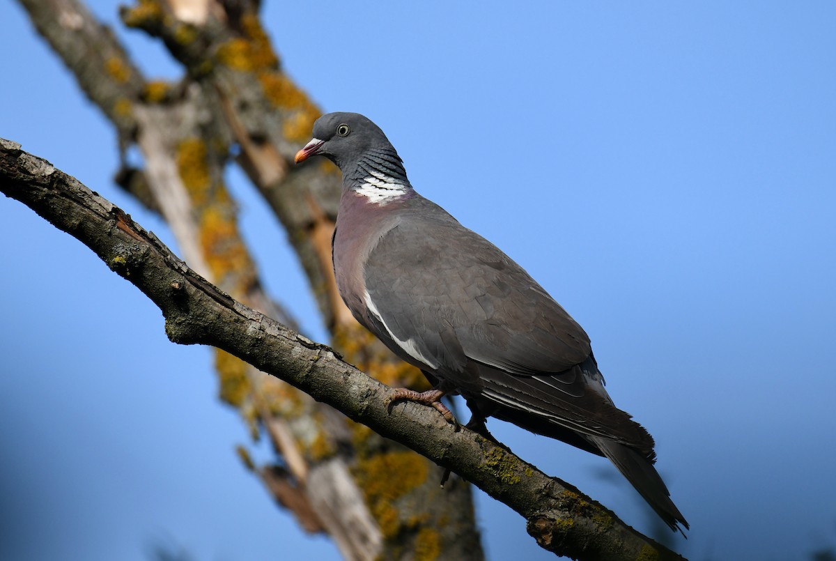 Common Wood-Pigeon - ML606028501