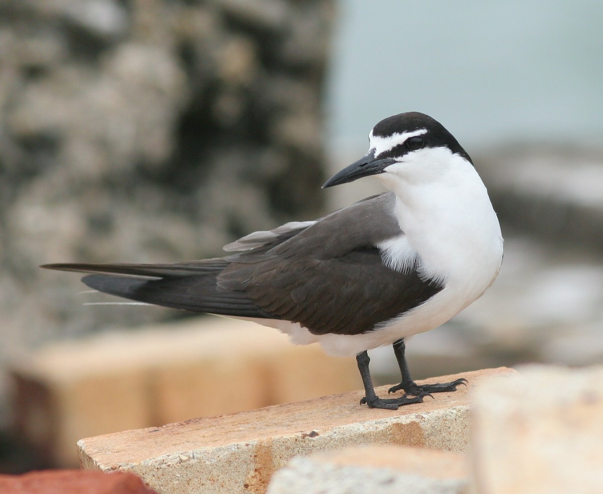 Bridled Tern - Matthew Bowman