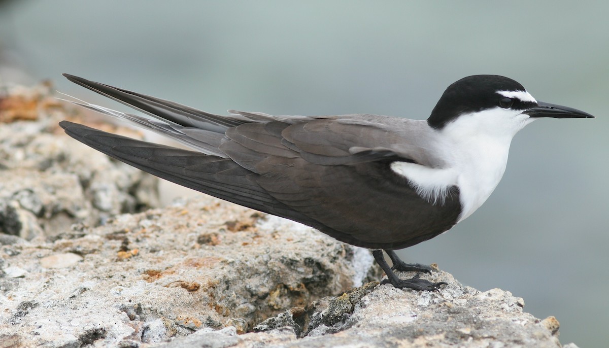 Bridled Tern - ML60602901