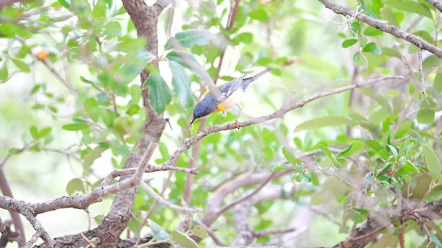 Northern x Tropical Parula (hybrid) - ML606030181