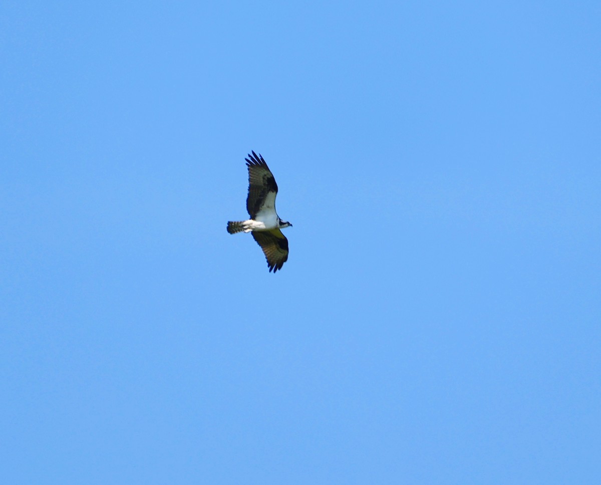 Osprey - ML606030291