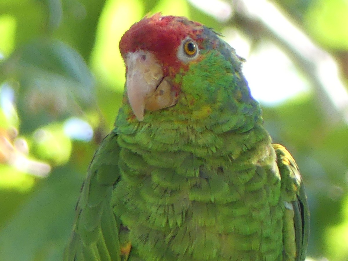 Red-crowned Parrot - David Telles