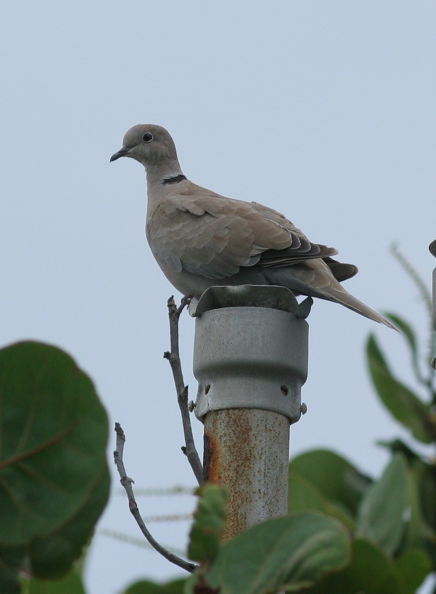 Eurasian Collared-Dove - ML60603051