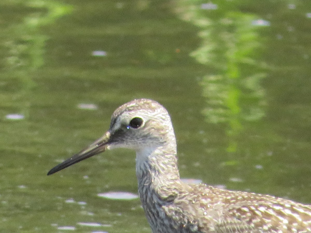 Greater Yellowlegs - Thomas F