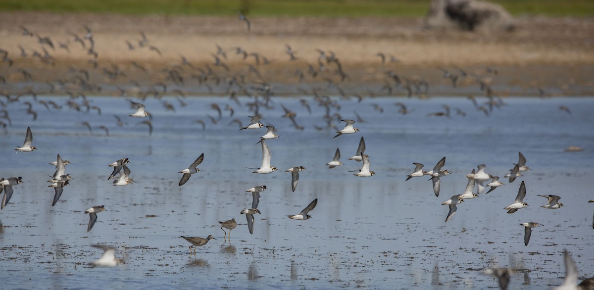 Semipalmated Plover - ML606031011