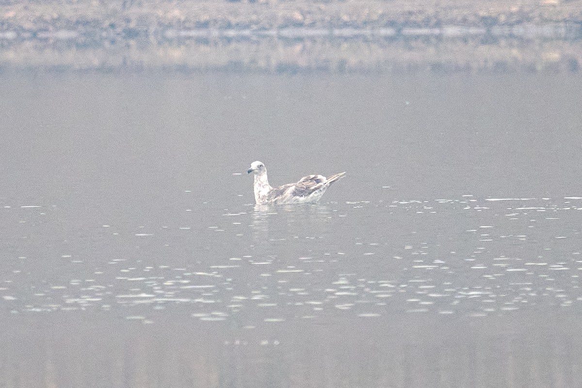 Gaviota Occidental - ML606031311