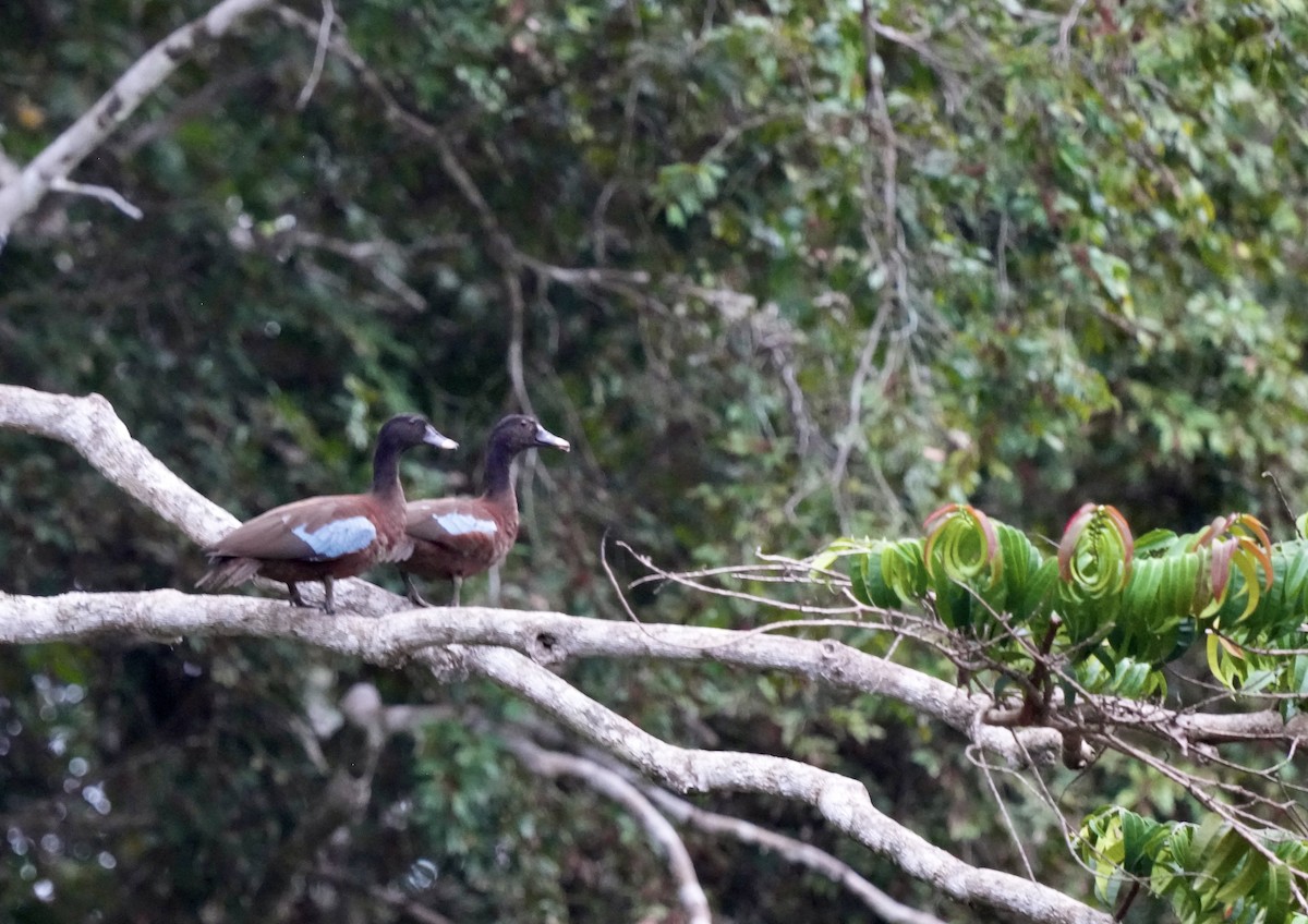 Hartlaub's Duck - ML606031391