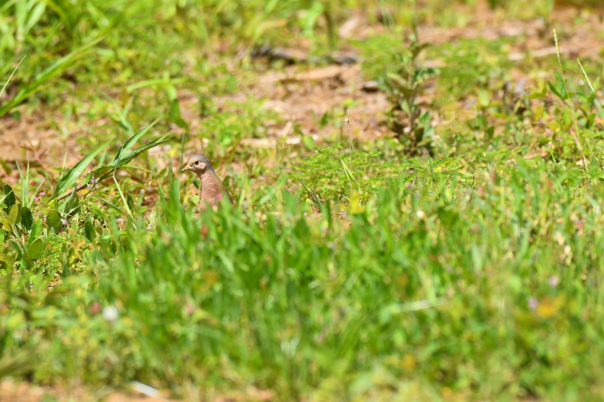 Ruddy Ground Dove - Robert Biermann