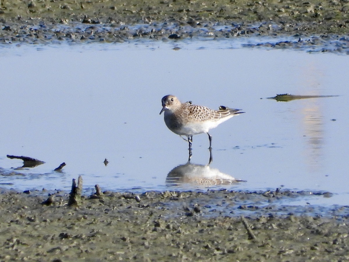 Baird's Sandpiper - ML606032071