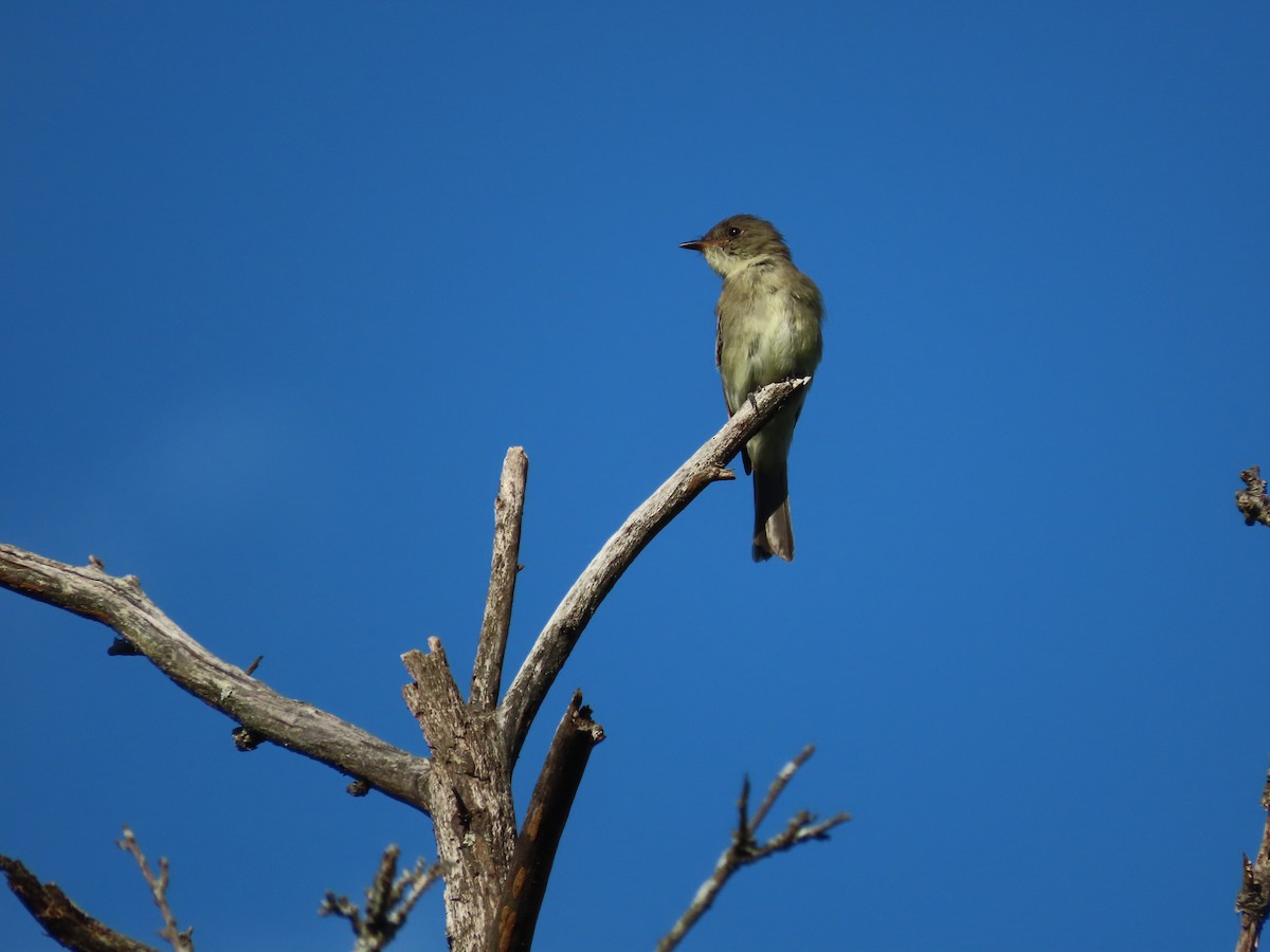 Eastern Wood-Pewee - Debra Ferguson