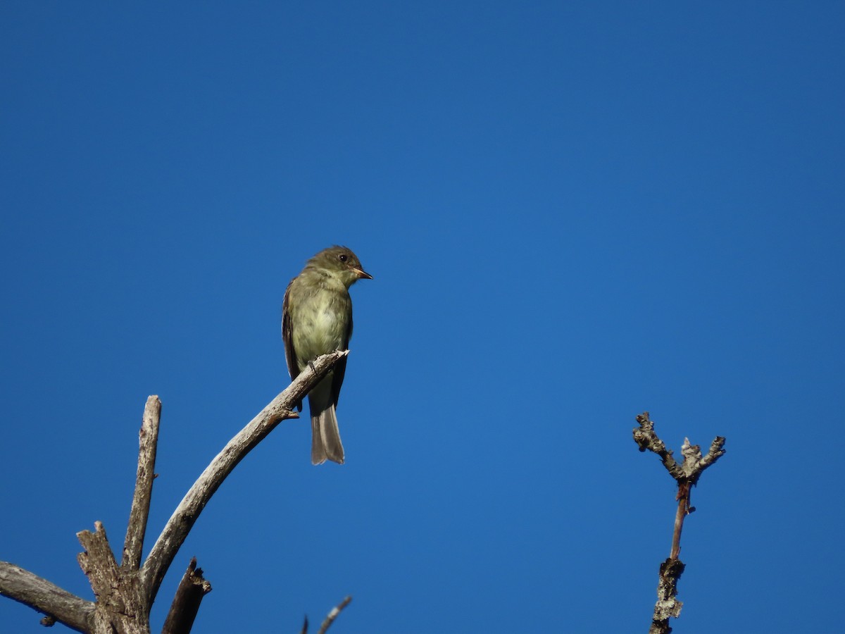 Eastern Wood-Pewee - Debra Ferguson