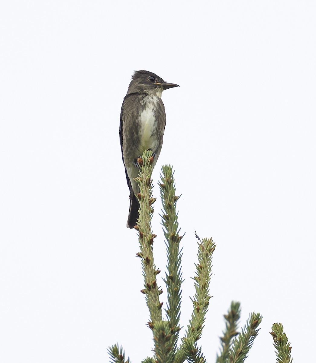 Olive-sided Flycatcher - ML606033631