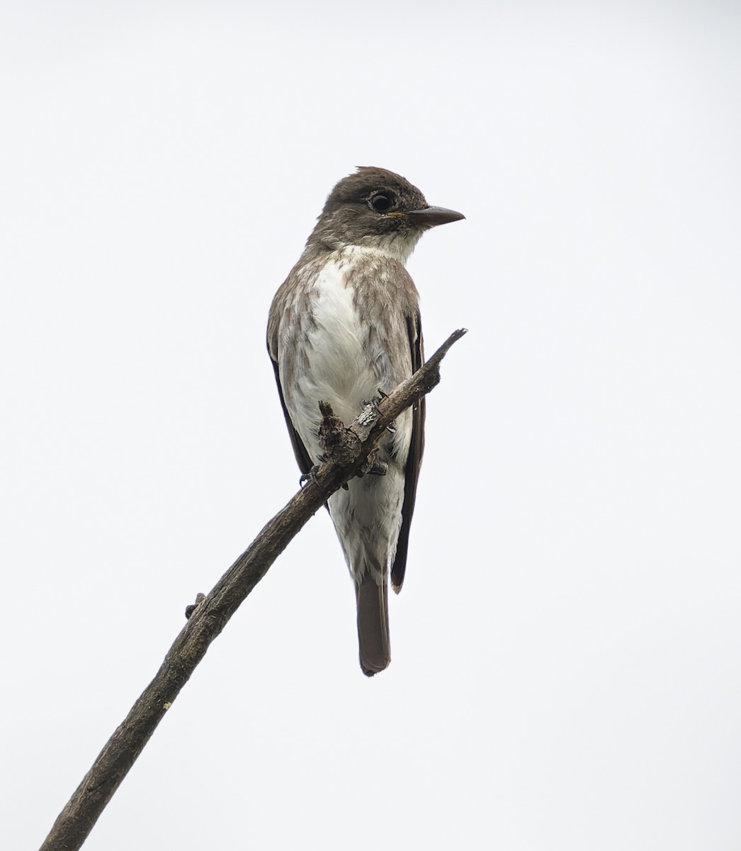 Olive-sided Flycatcher - ML606033711