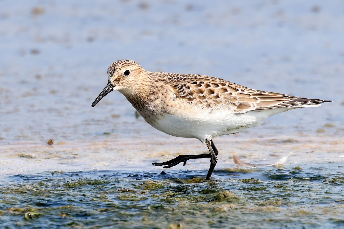 Baird's Sandpiper - ML606034121