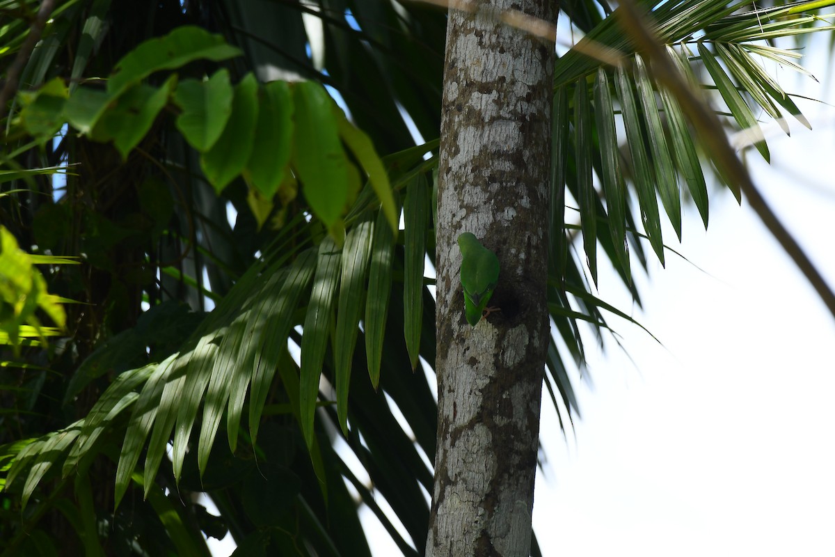 Yeşil Sokumlu Serçe Papağanı - ML606034141