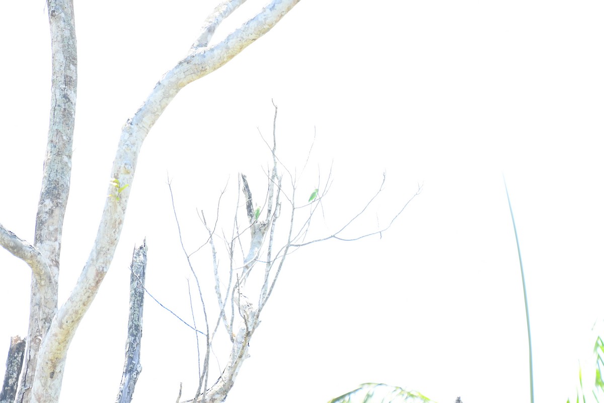 Yeşil Sokumlu Serçe Papağanı - ML606034161