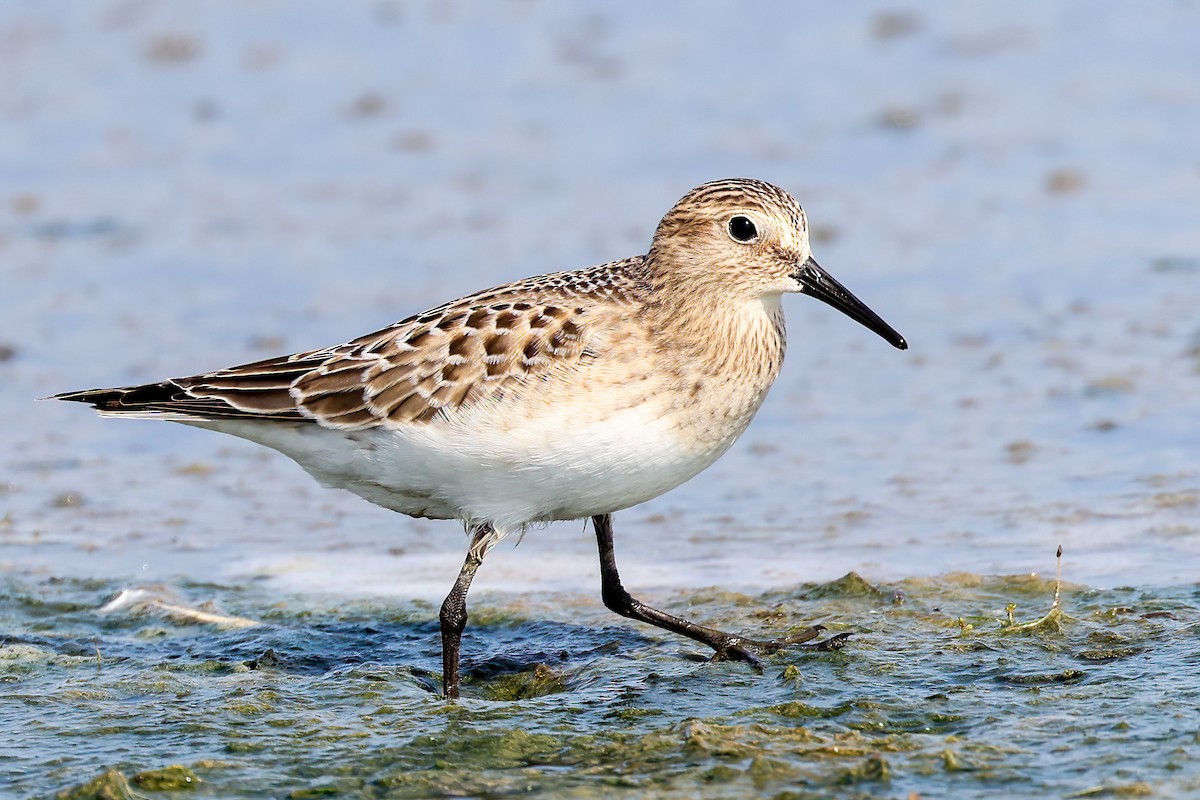 Baird's Sandpiper - ML606034431