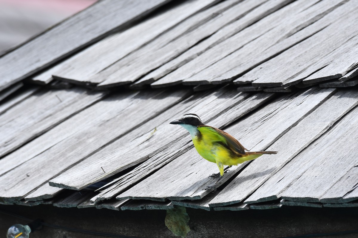 Great Kiskadee - ML606034441