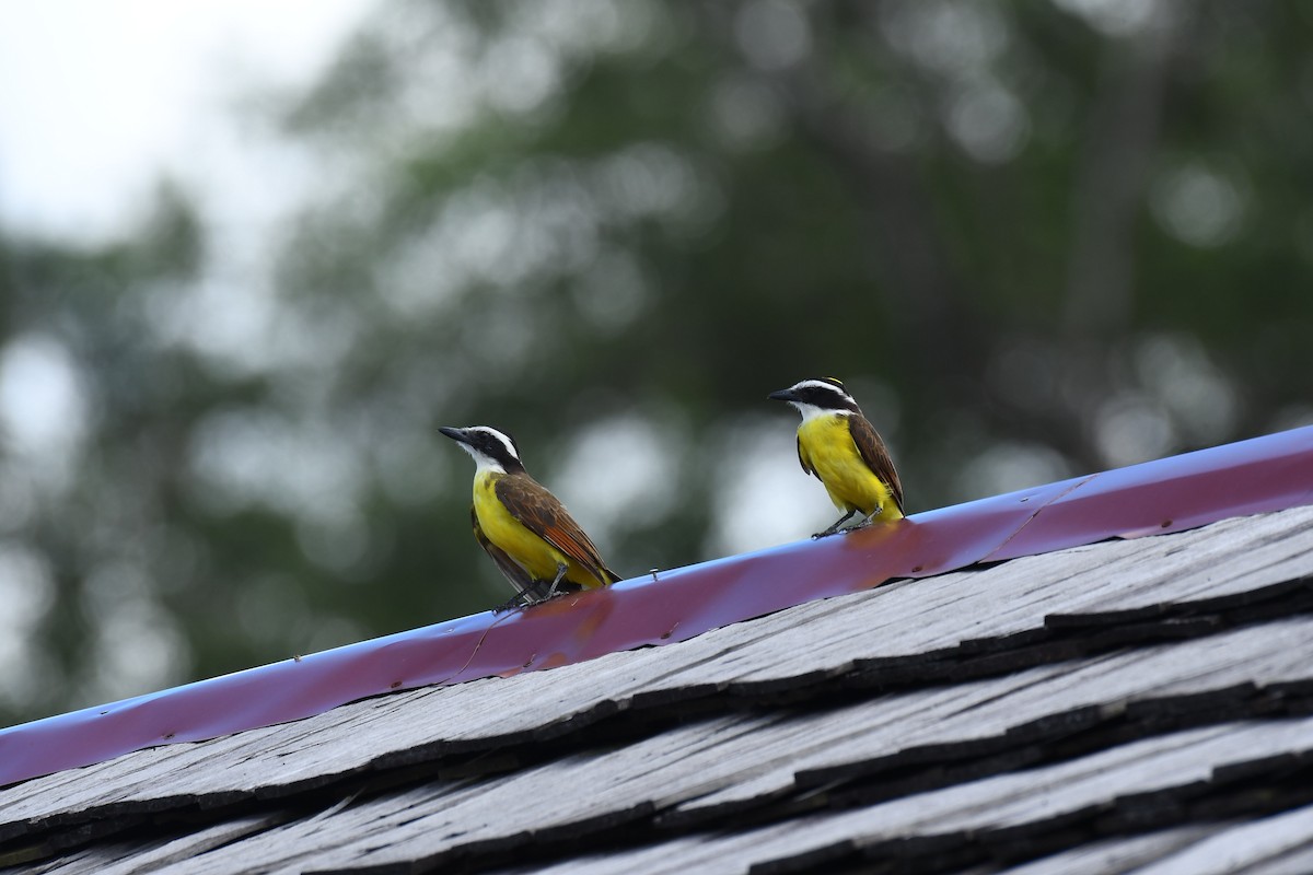 Great Kiskadee - Robert Biermann