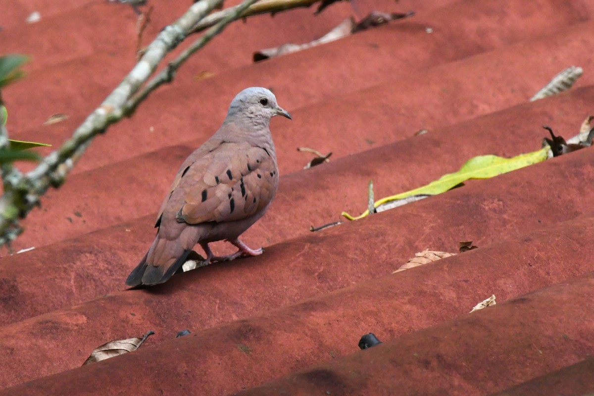 Ruddy Ground Dove - ML606034491