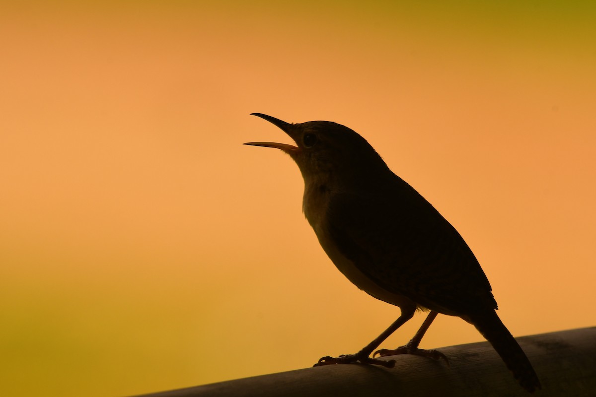 House Wren - Robert Biermann