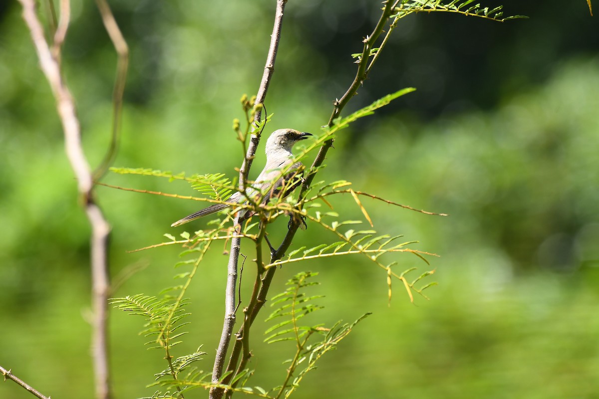 Tropical Mockingbird - Robert Biermann