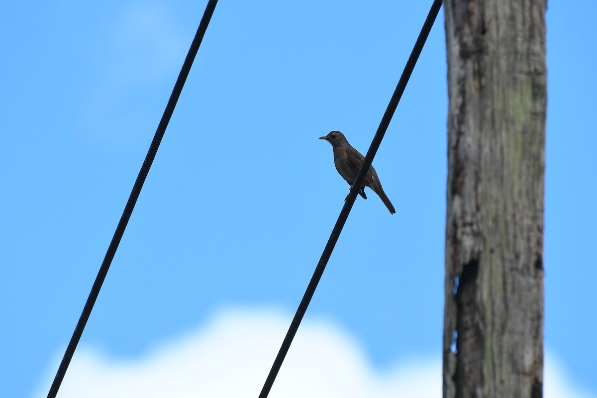 Pale-breasted Thrush - ML606035701