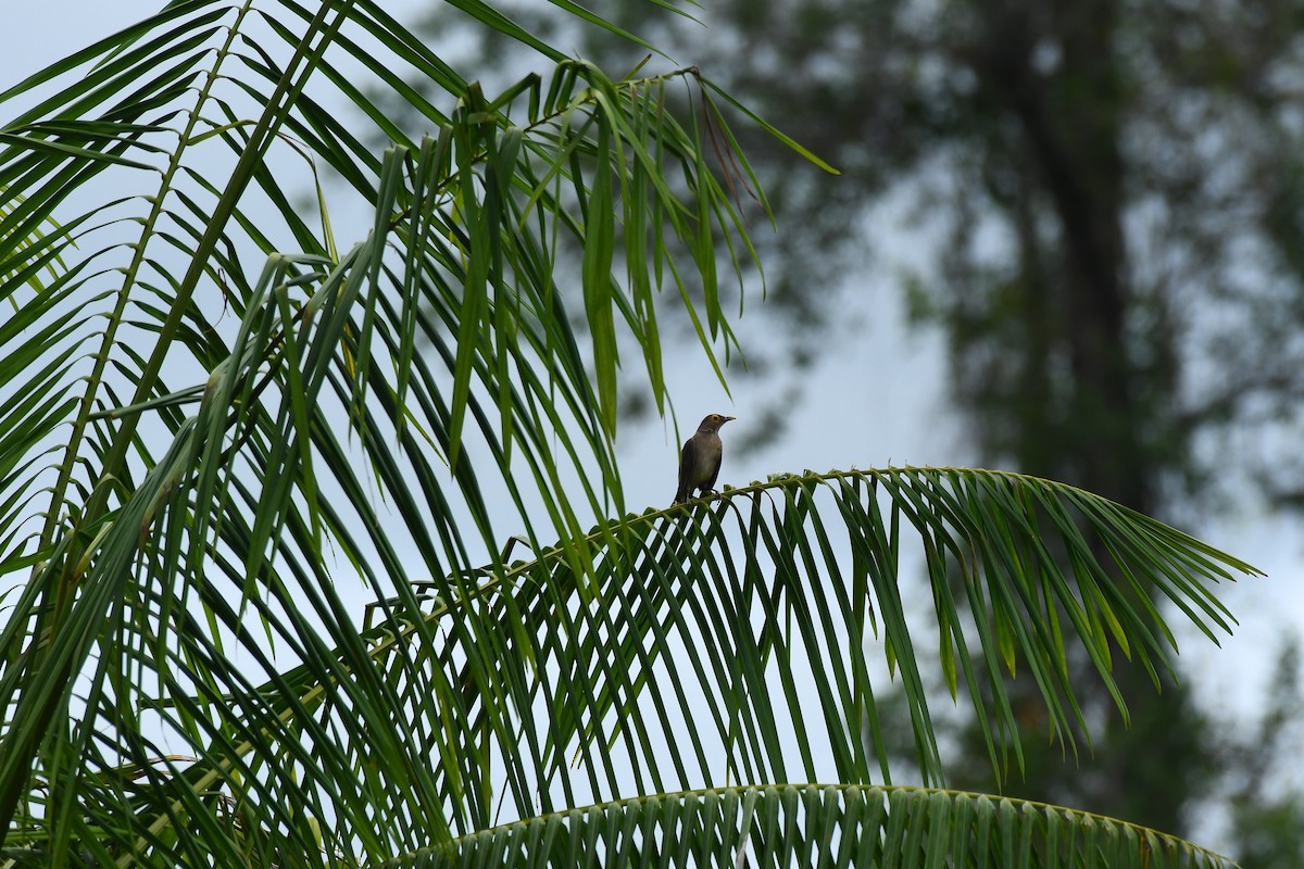 Spectacled Thrush - ML606035891